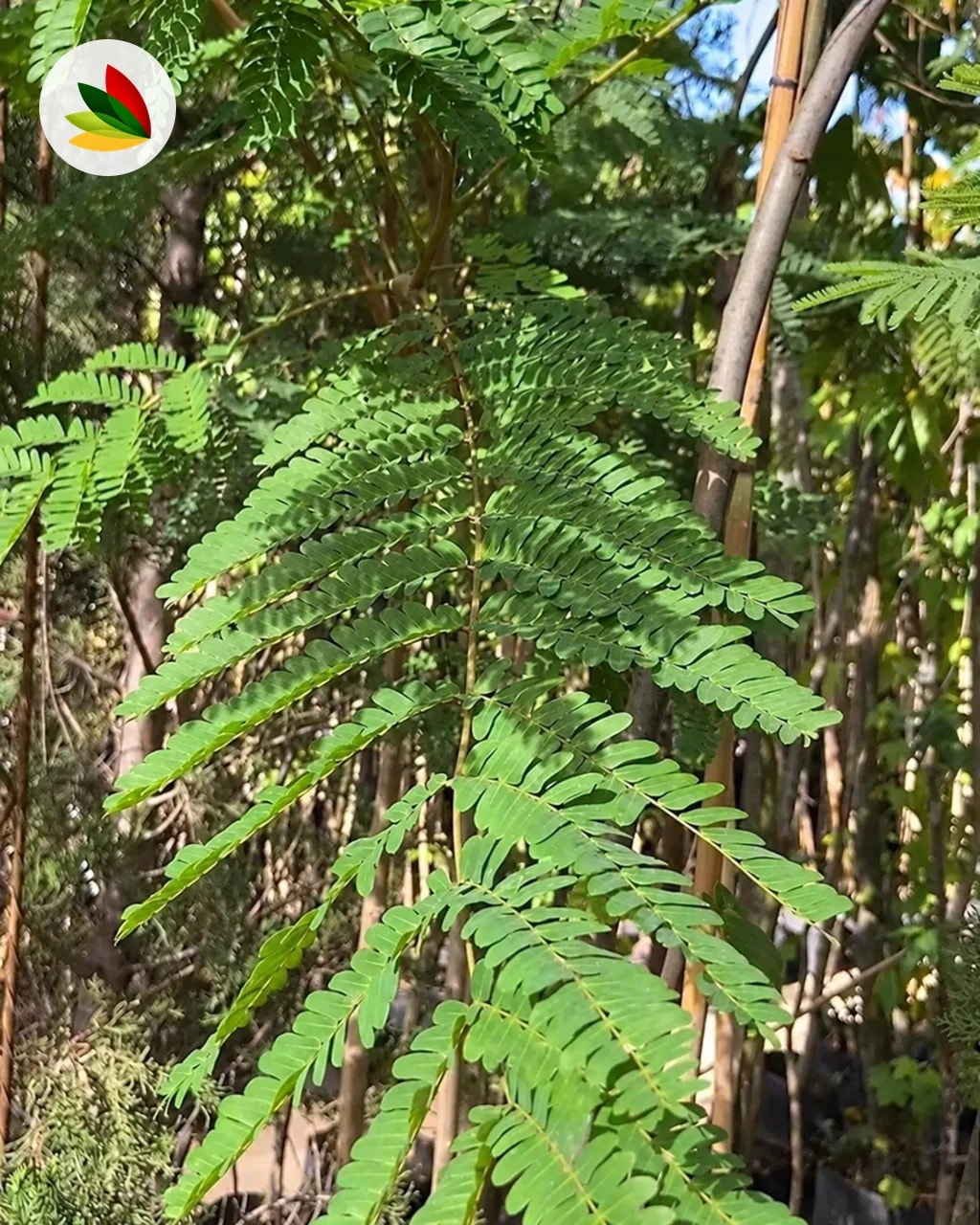 Tipa Tipuana Tipa