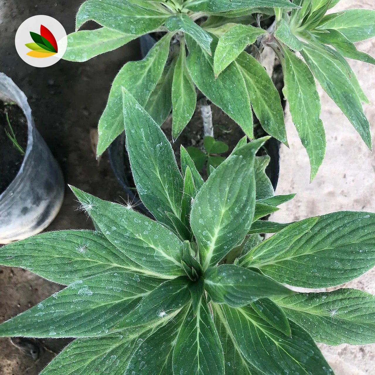Echium Fastuosum