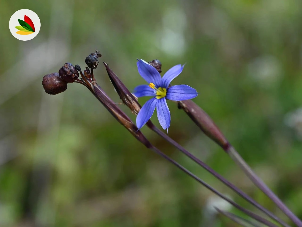 Sisyrinchium Graminoide