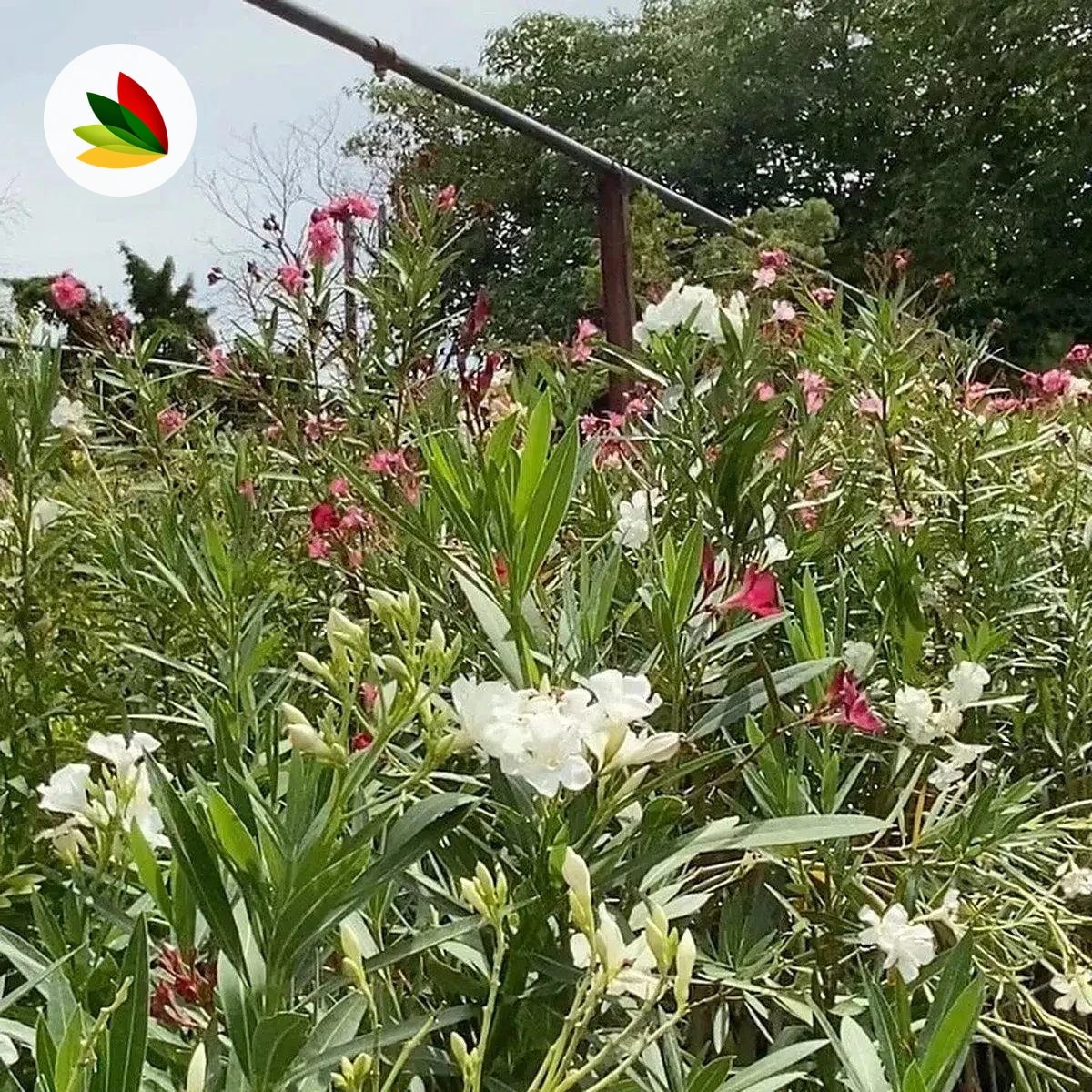 Nerium Oleander
