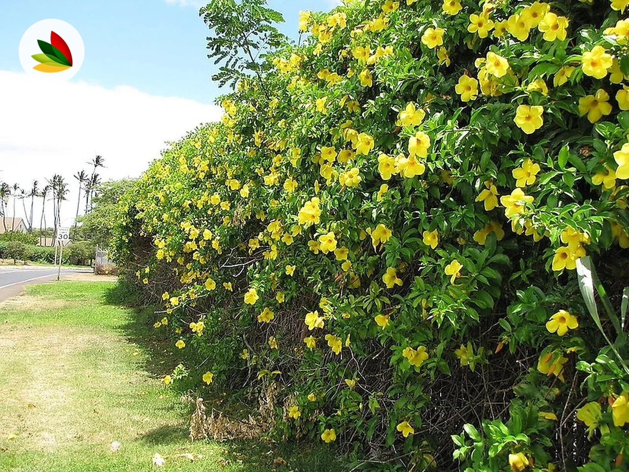 Allamanda