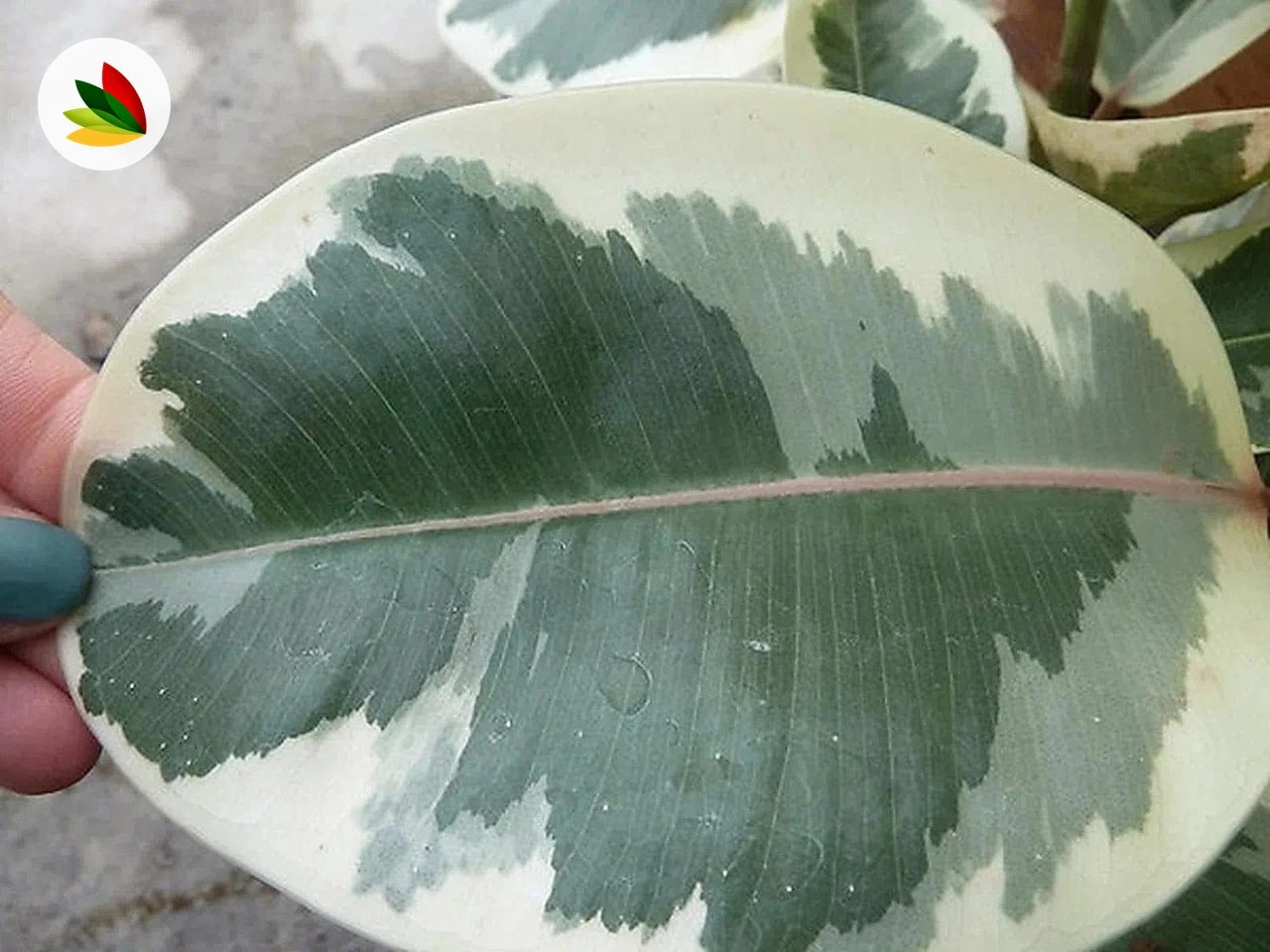 Gomero Variegado