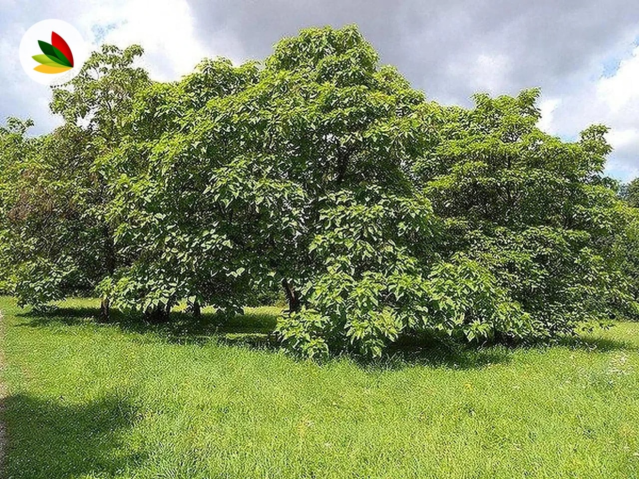Catalpa