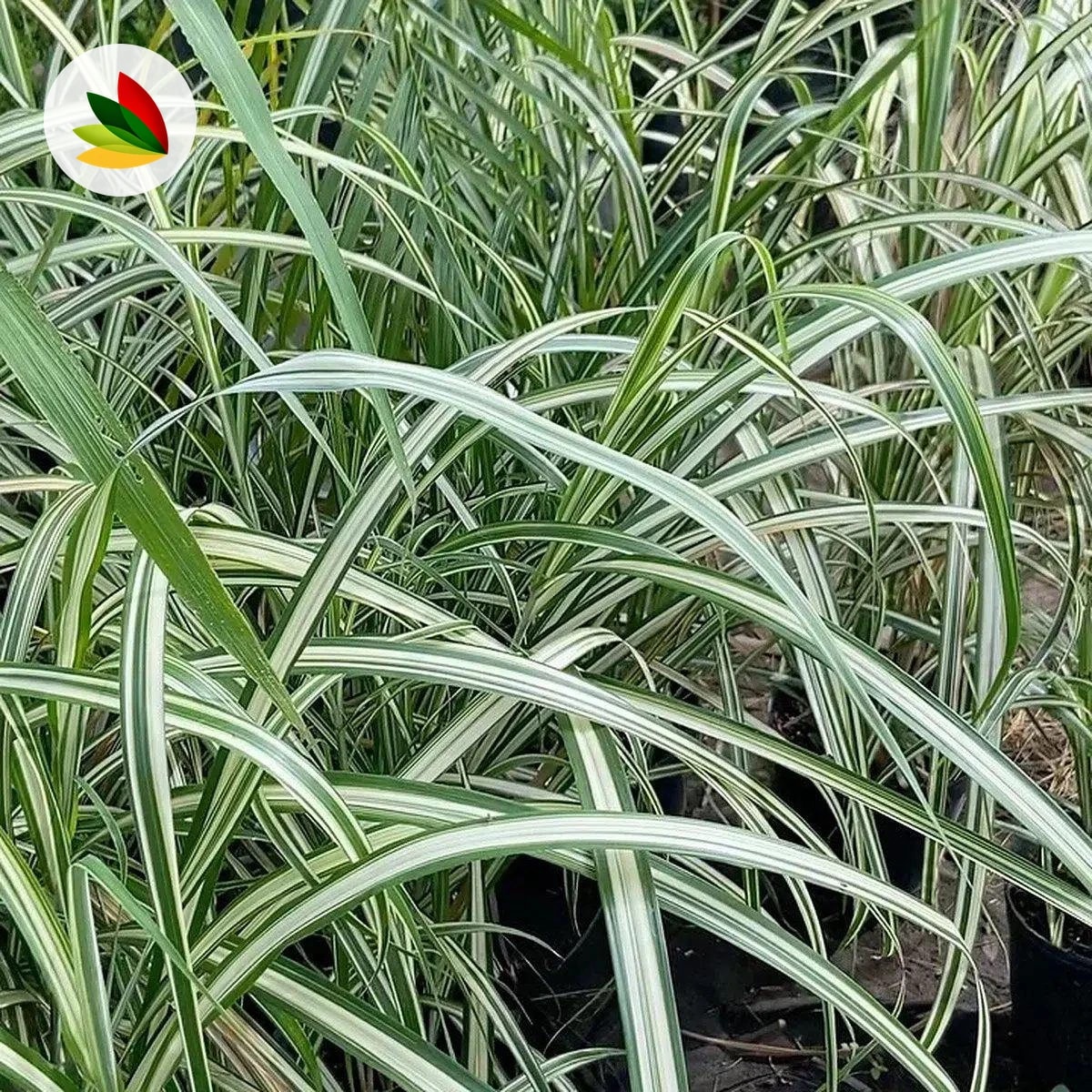 Miscanthus Variegata