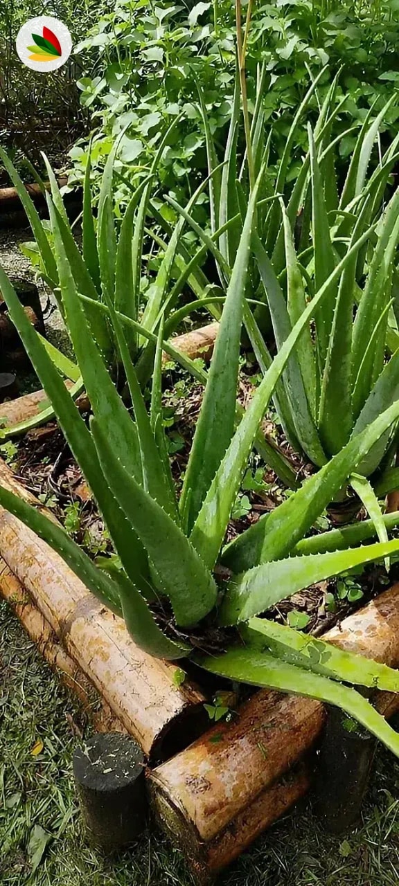 Aloe Vera