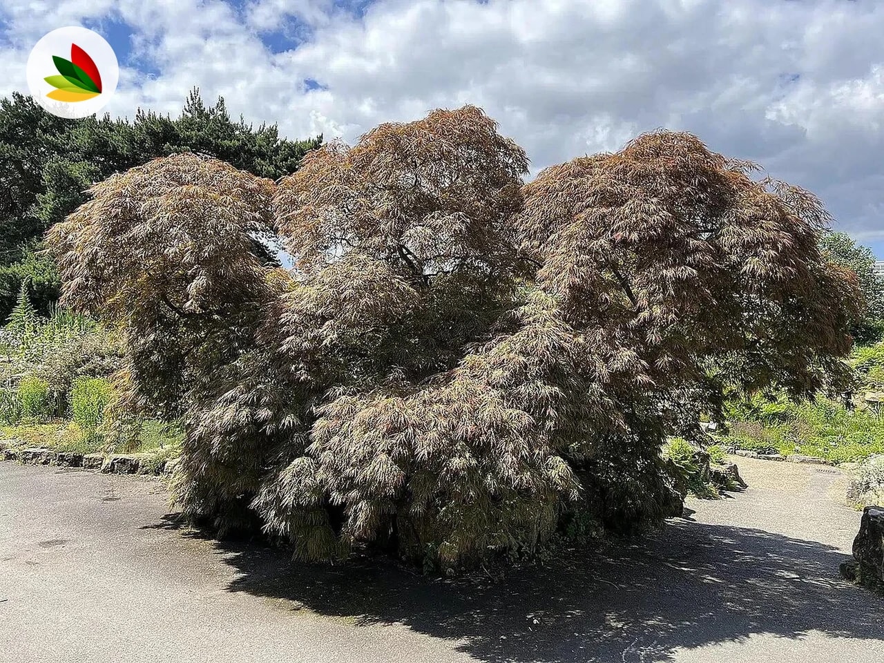 Acer Disectum Atropurpurea