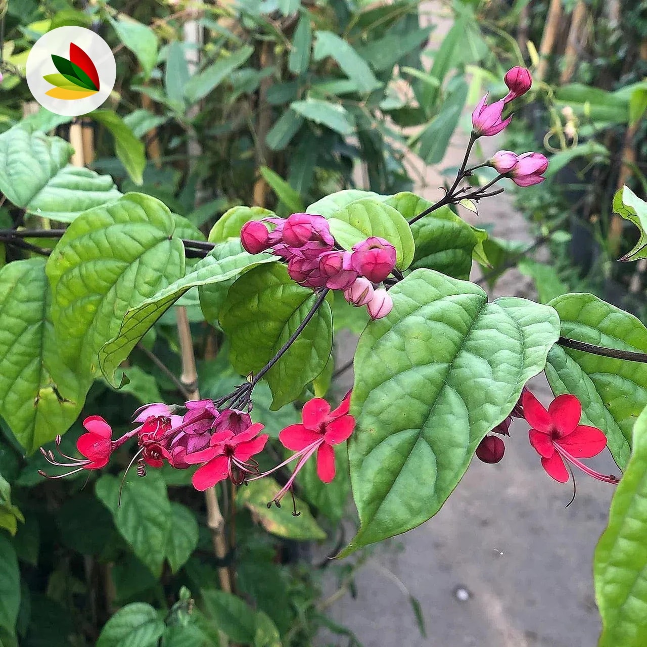 Clerodendrum