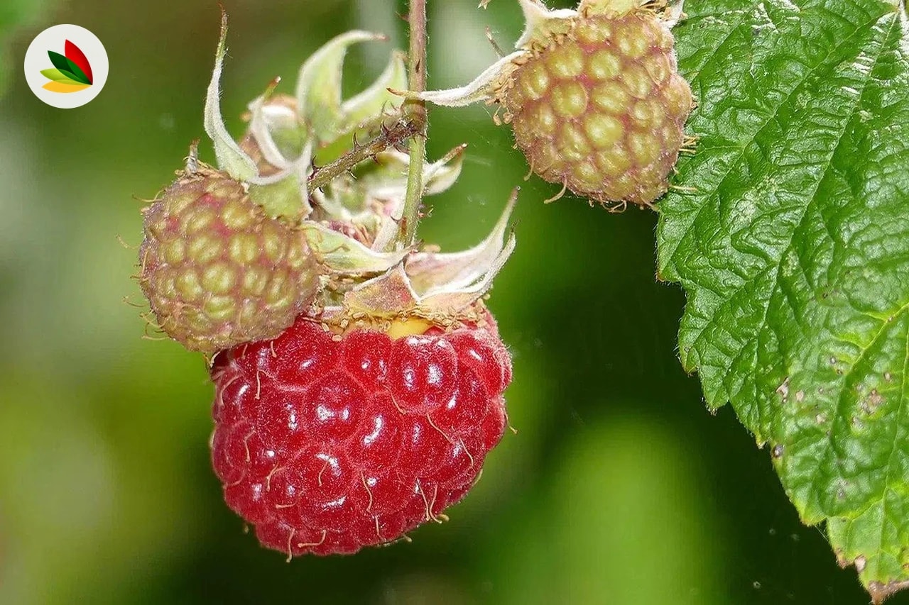 Frambueza