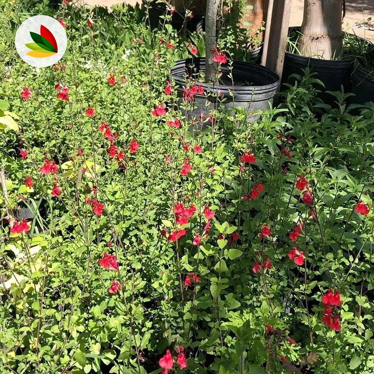 Salvias Variadas
