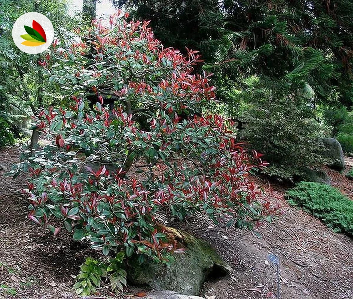Photinia fraseri