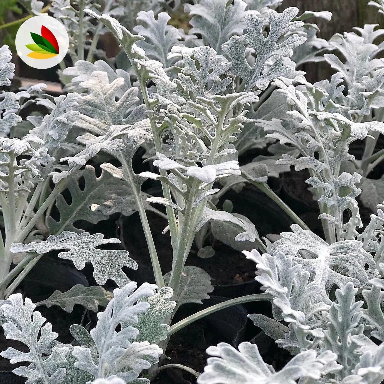 Cineraria marítima