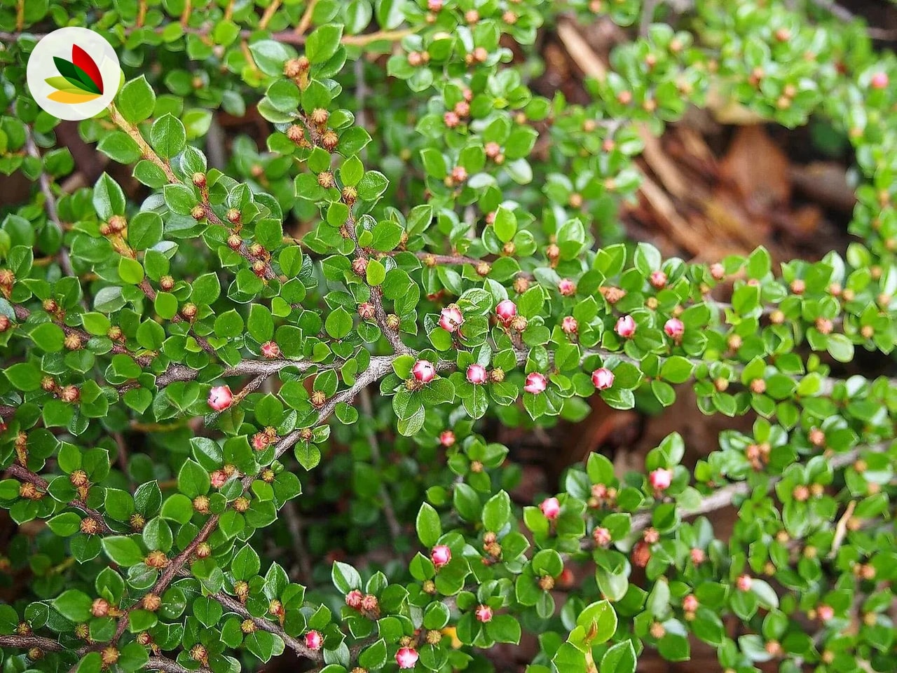 Cotoneaster Horizontalis