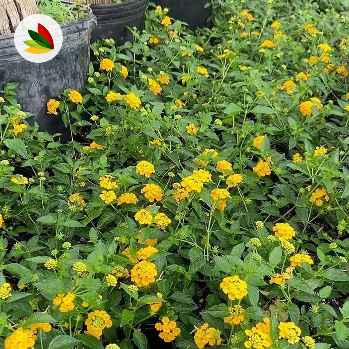 Lantana