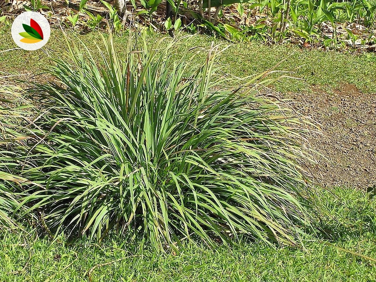 Cedron Paraguayo Citronela