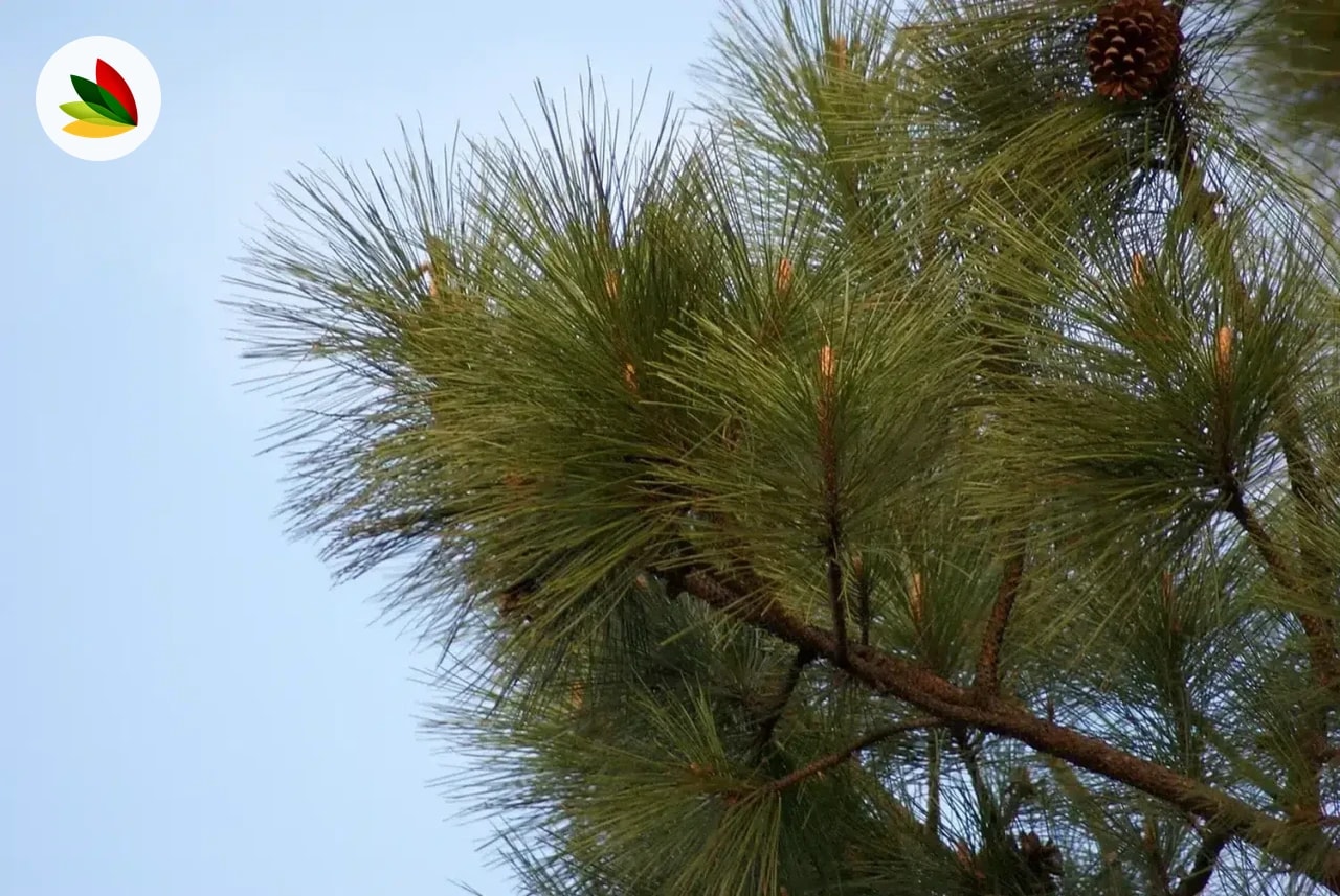 Pinus Eliotti