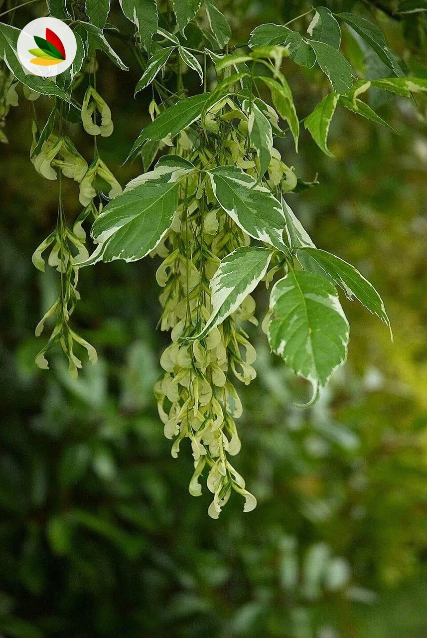 Acer Negundo Varieg. Alba Arbusto