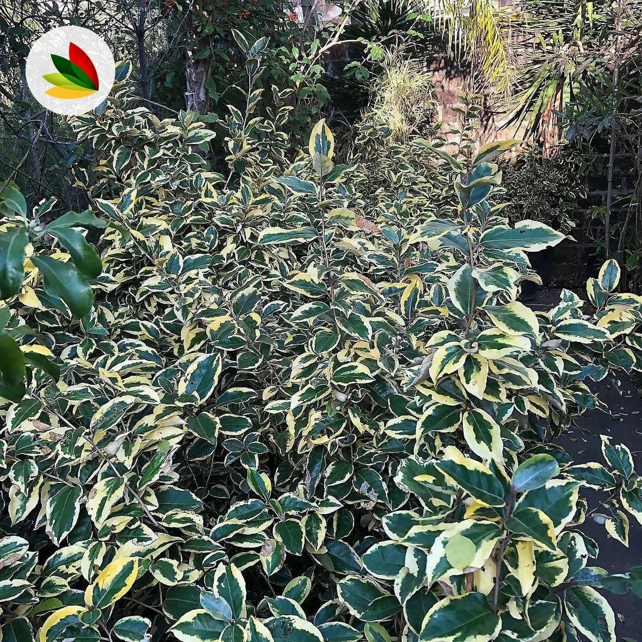 Eleagnus Variegata Nanna