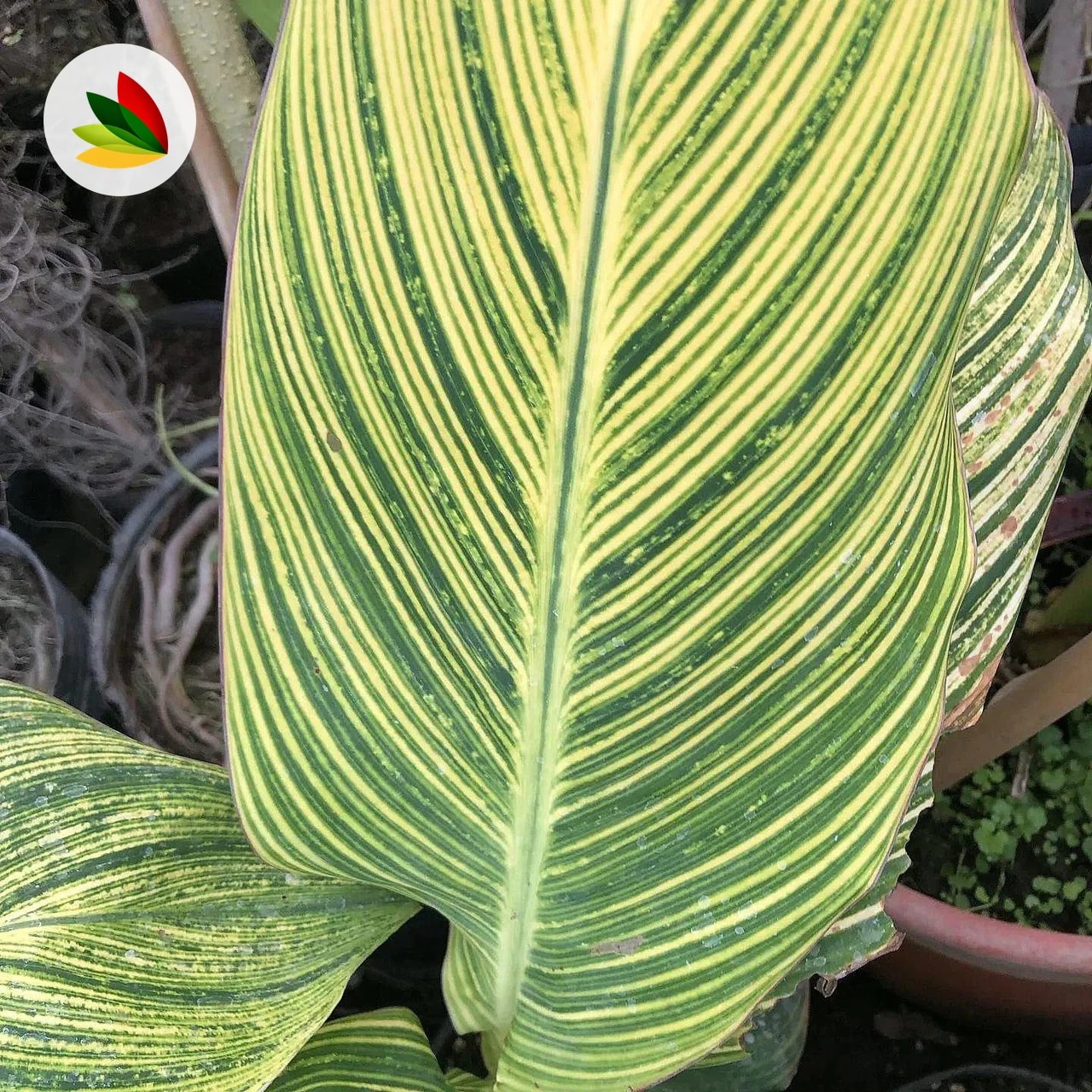Achira Variegada