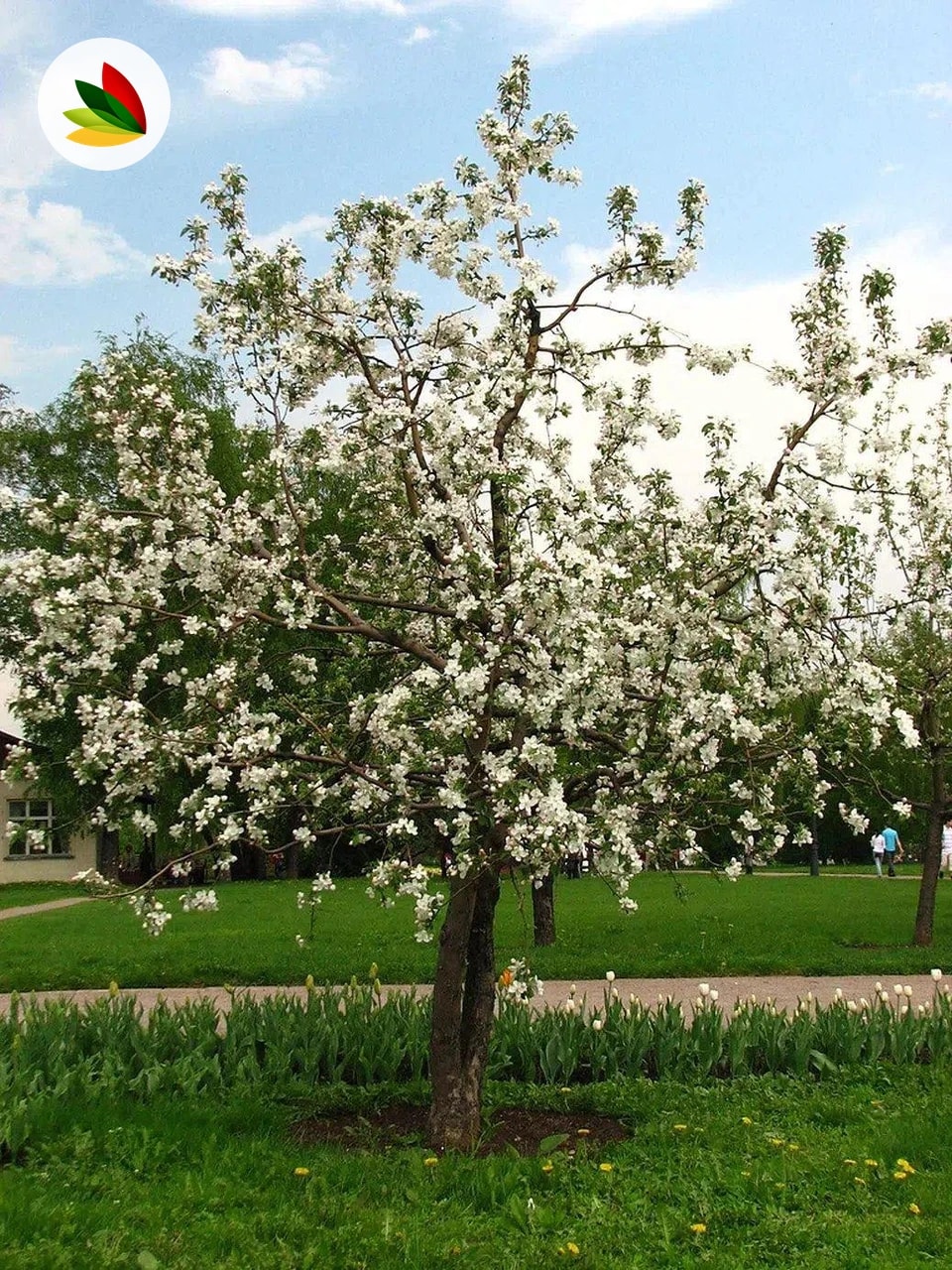 Manzana
