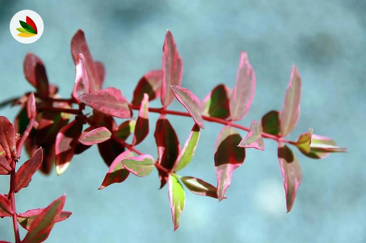 Hypericum Tricolor