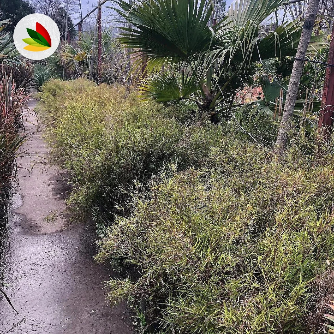Caña Bambu Enana