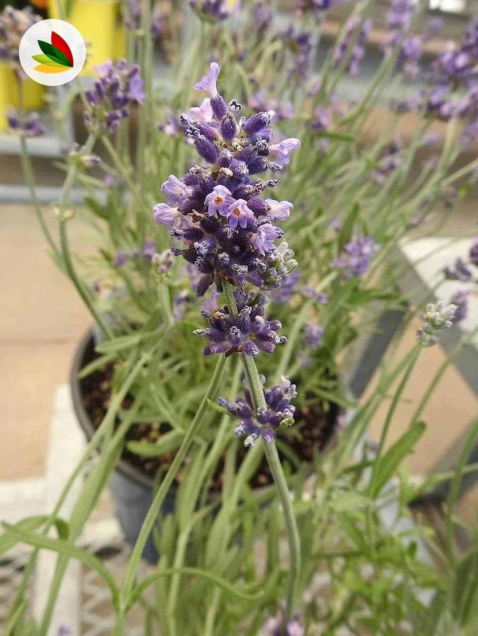 Lavanda Alucema