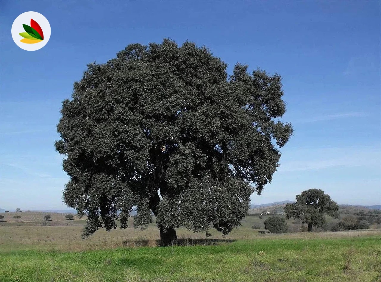 Quercus Suber Corcho