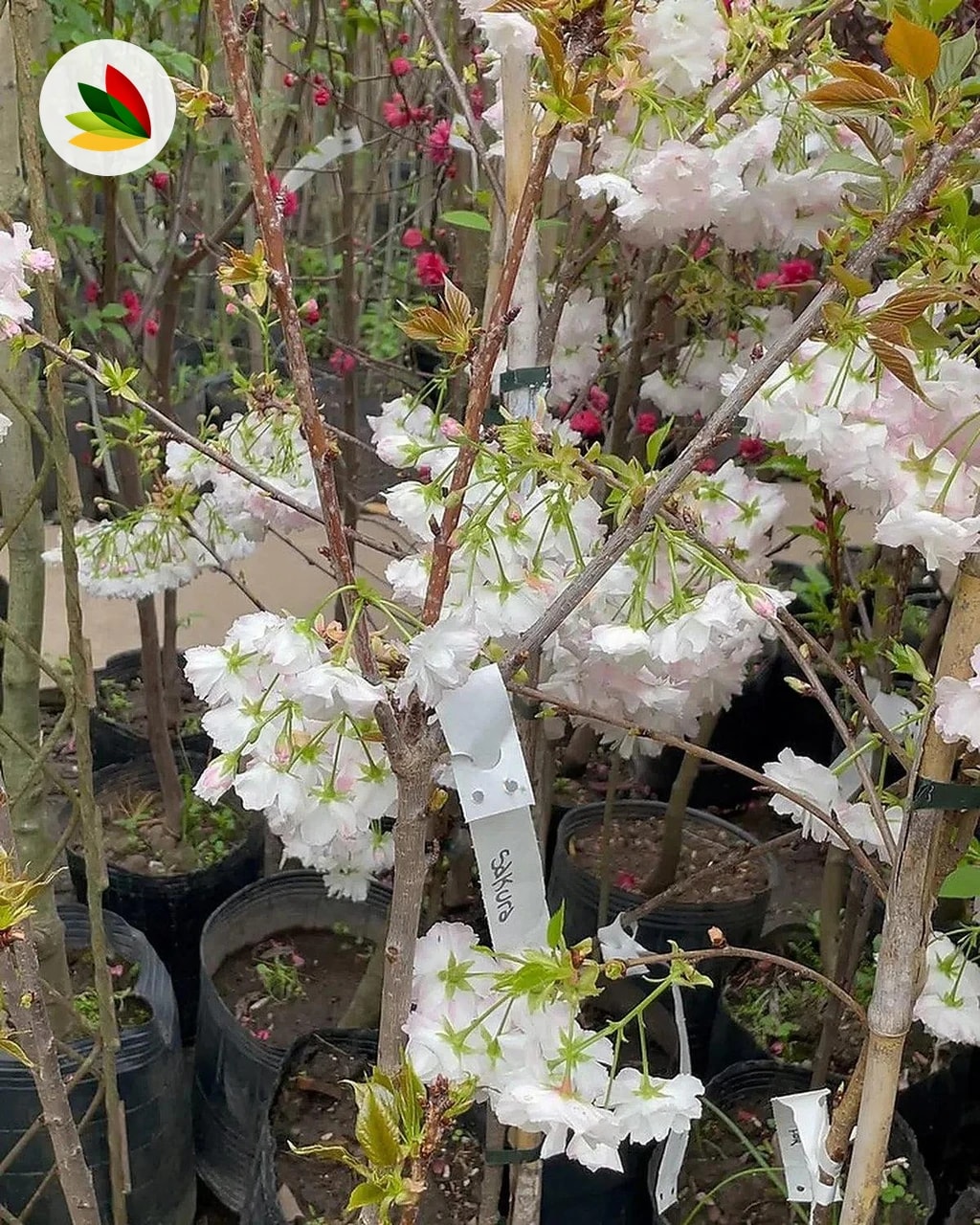 Cereza De Flor Sacura