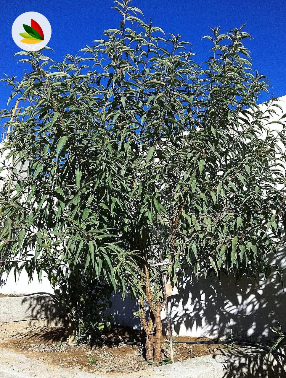 Almendros