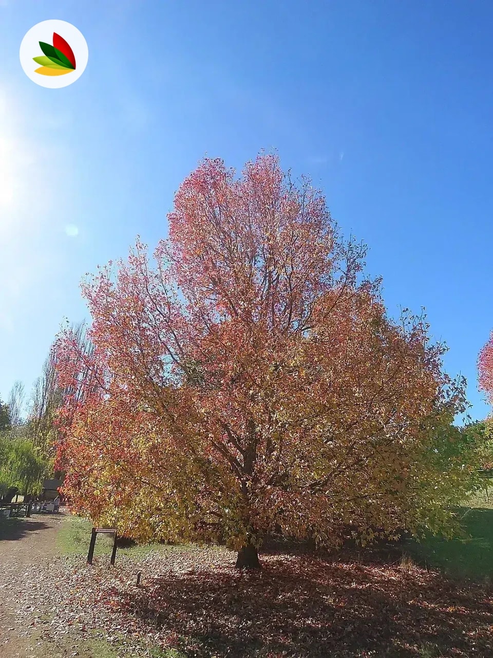 Liquidambar