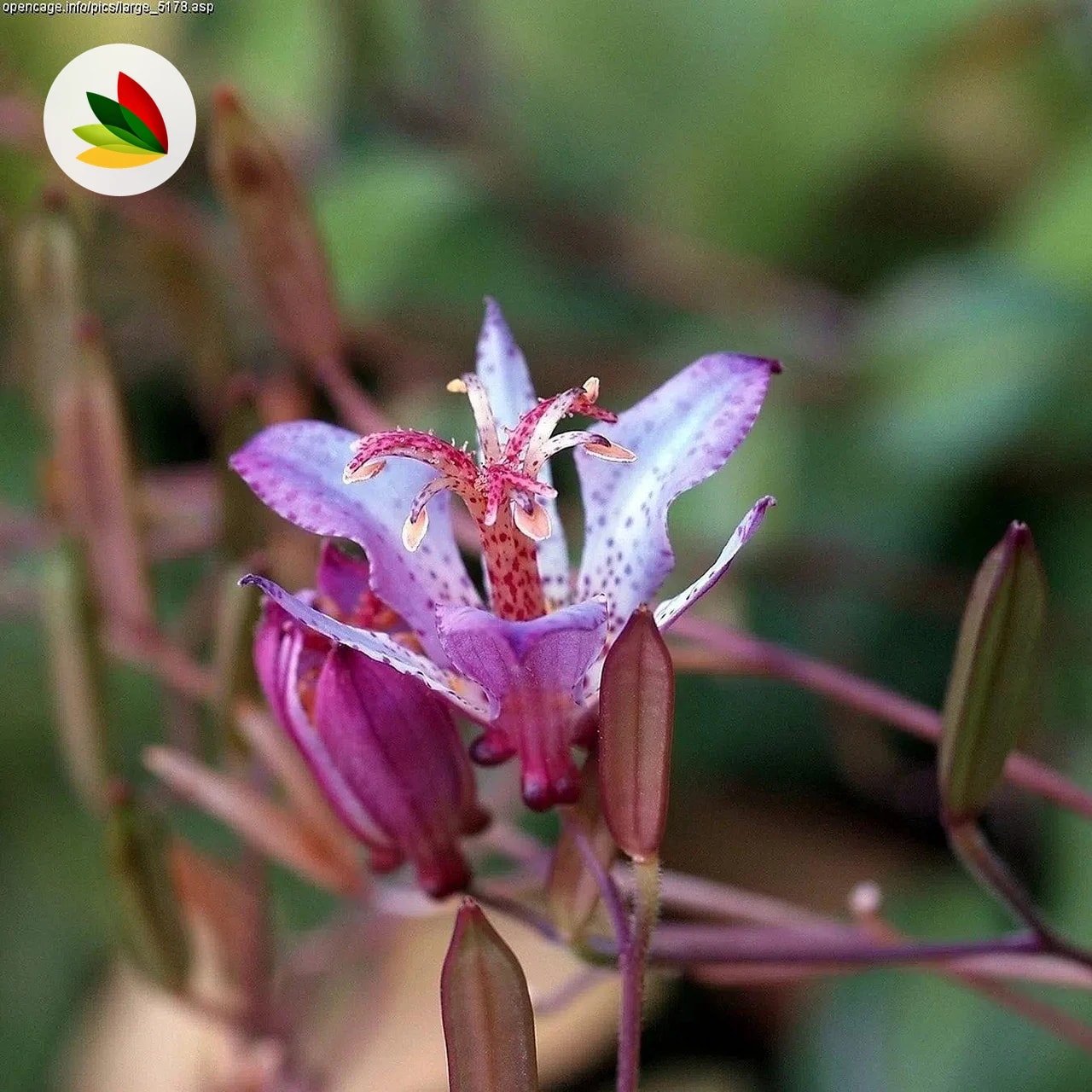 Tricyrtis Formociana