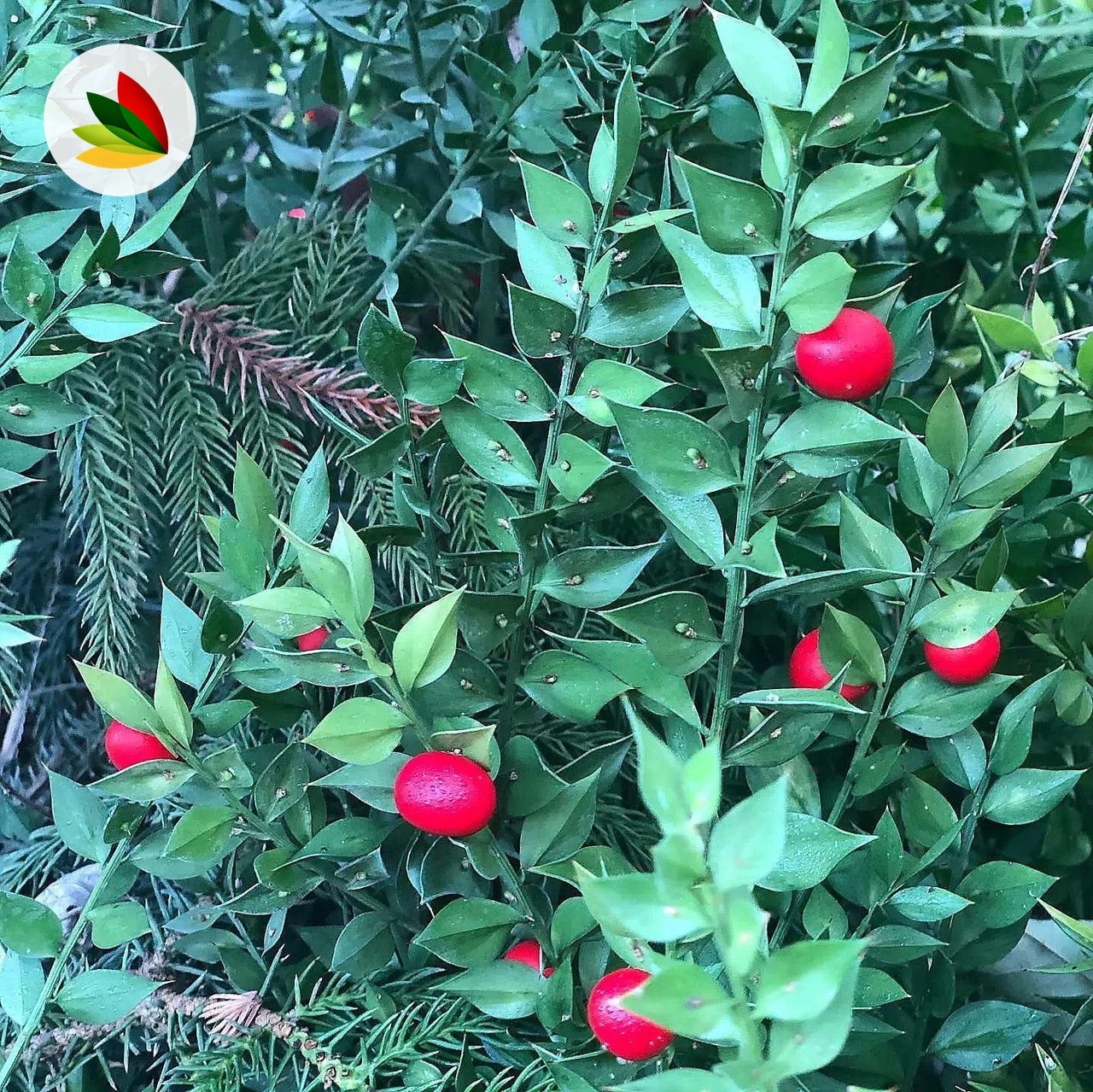 Ruscus