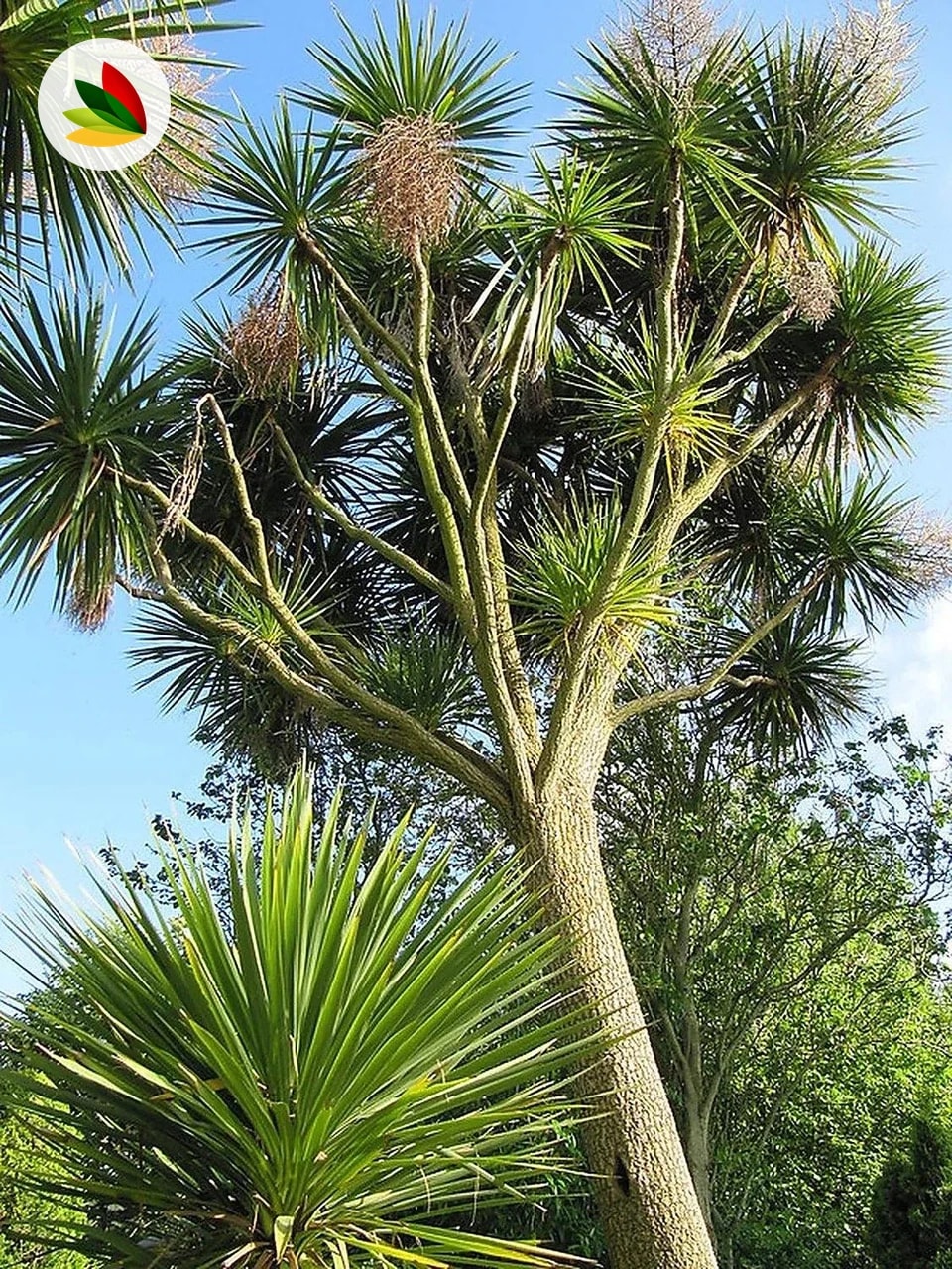 Dracena Indivisa Verde