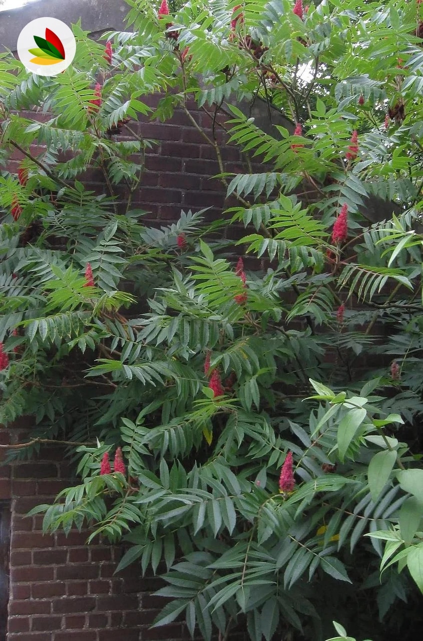 Rhus Tipina Y Succedanea