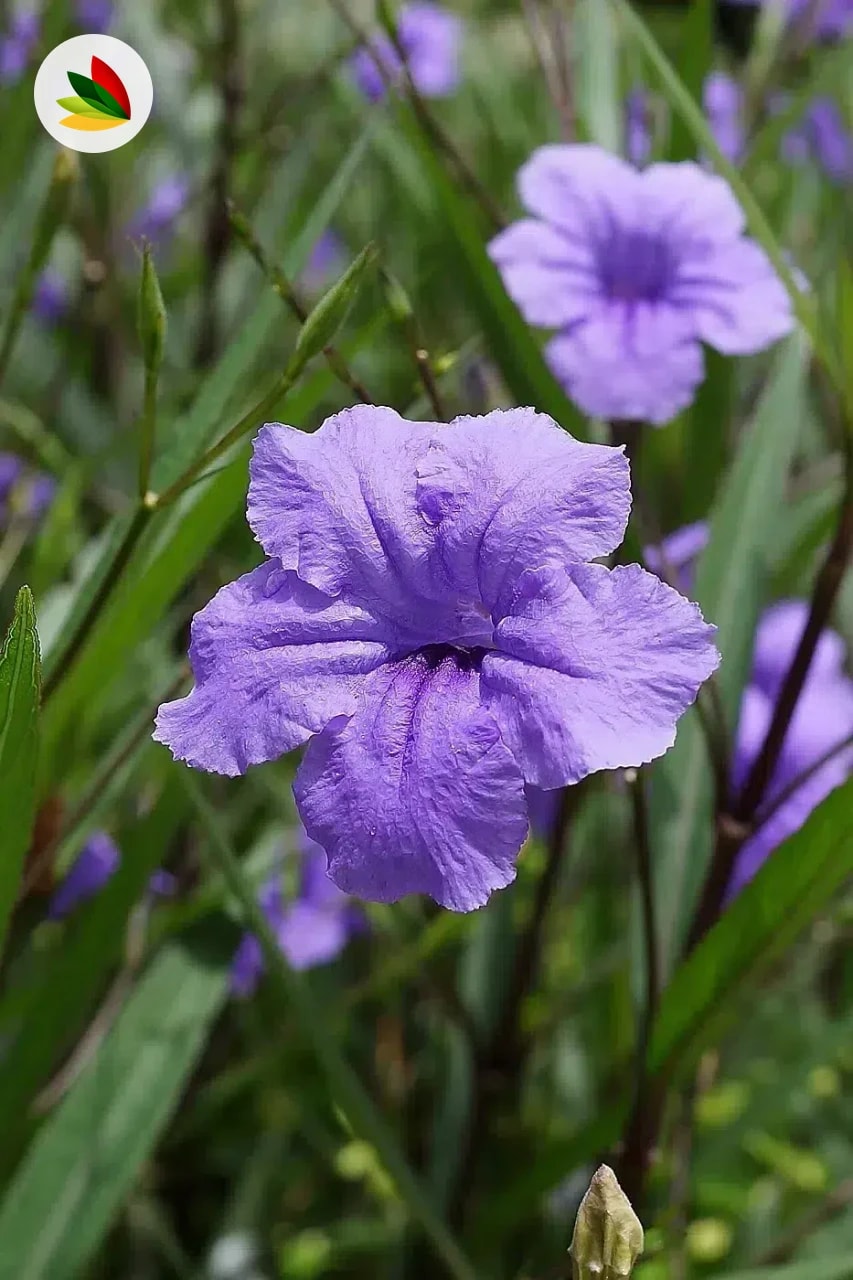 Ruellia