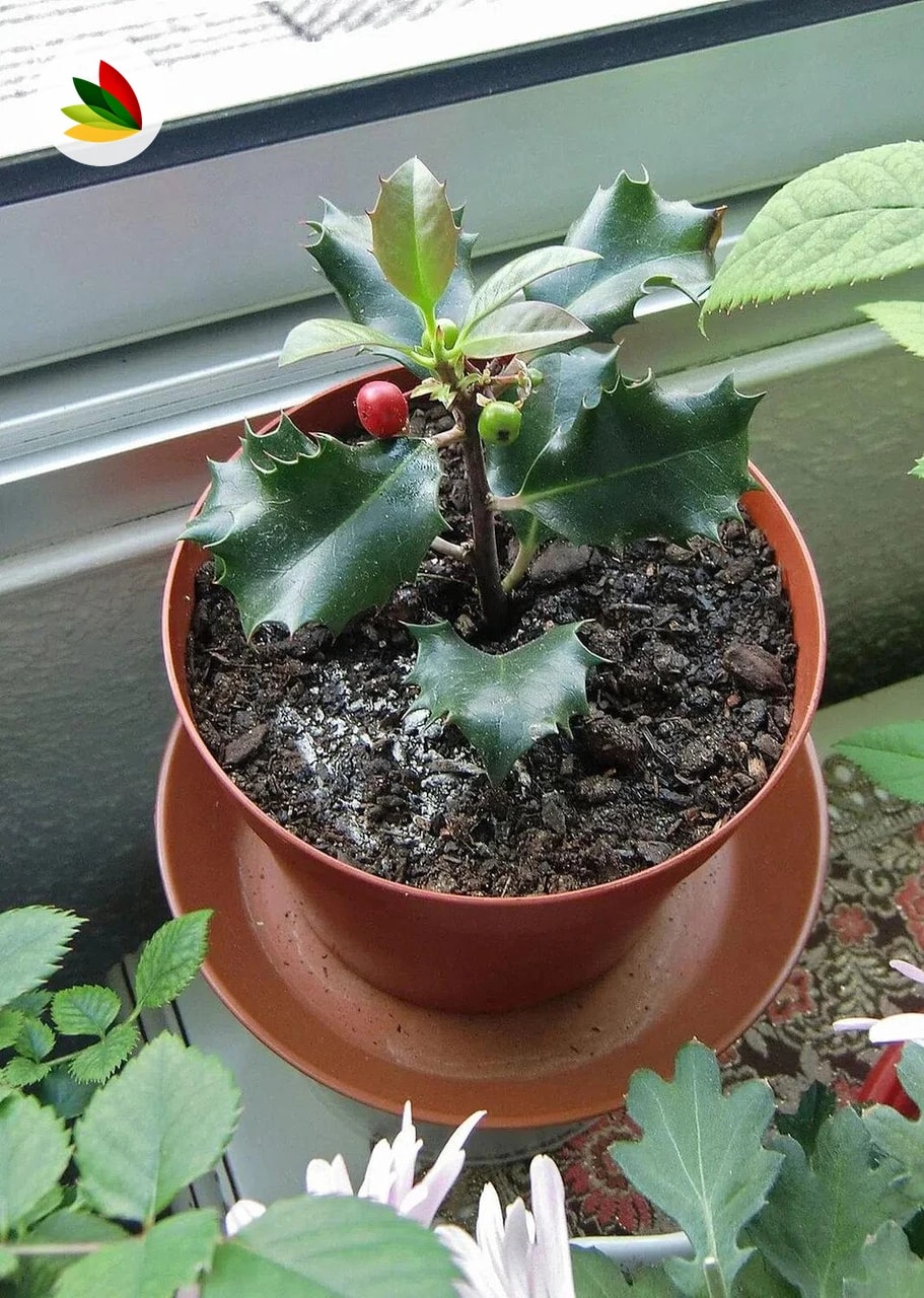Ilex Aquifolia