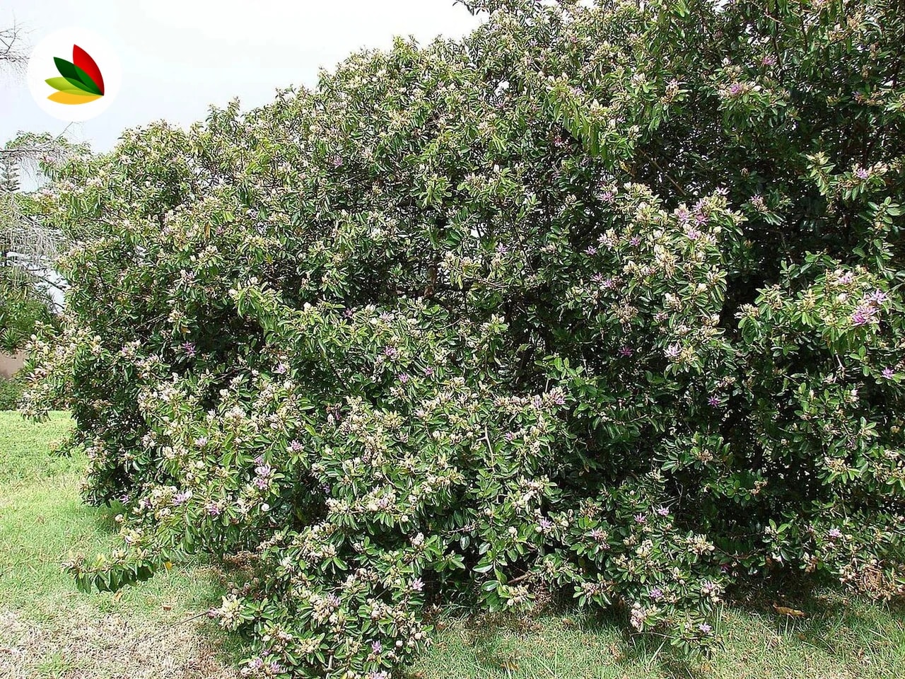 Grewia Caffra