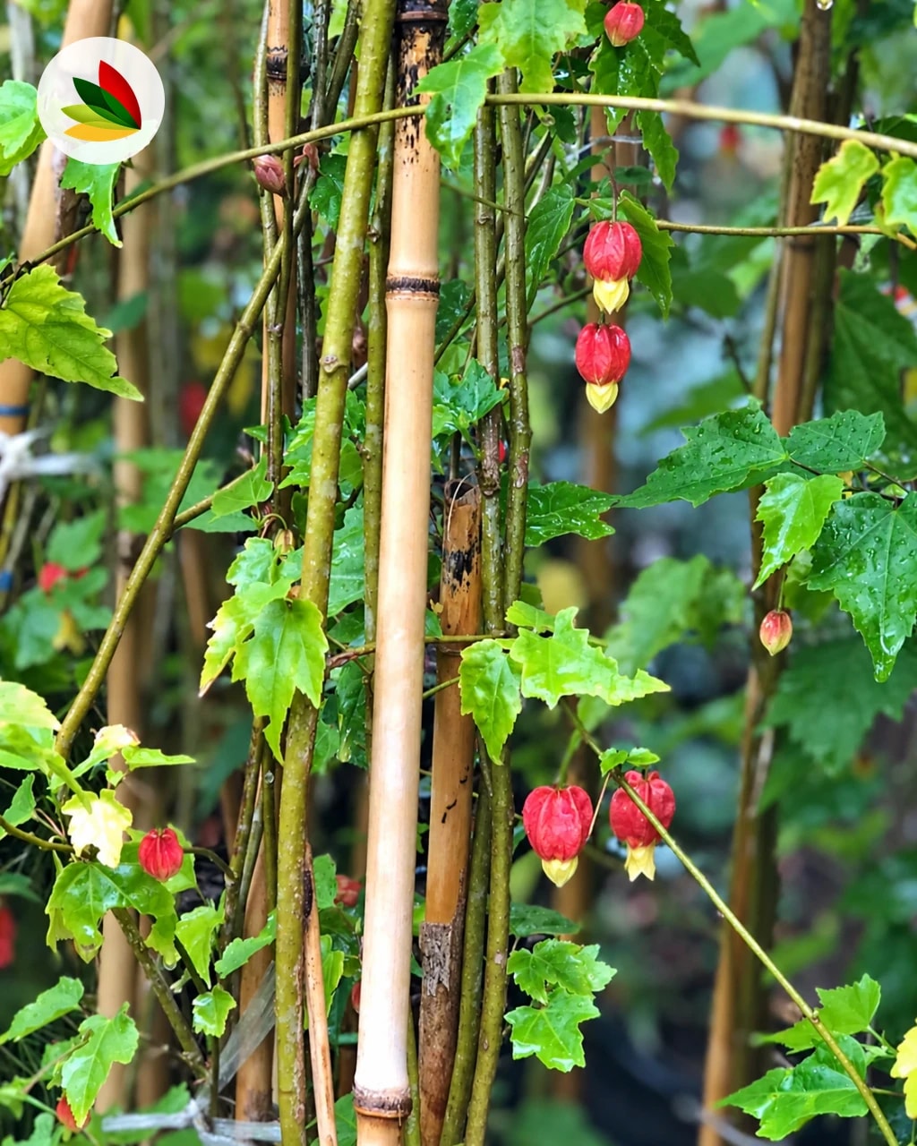 Abutilon Variegada Meg.