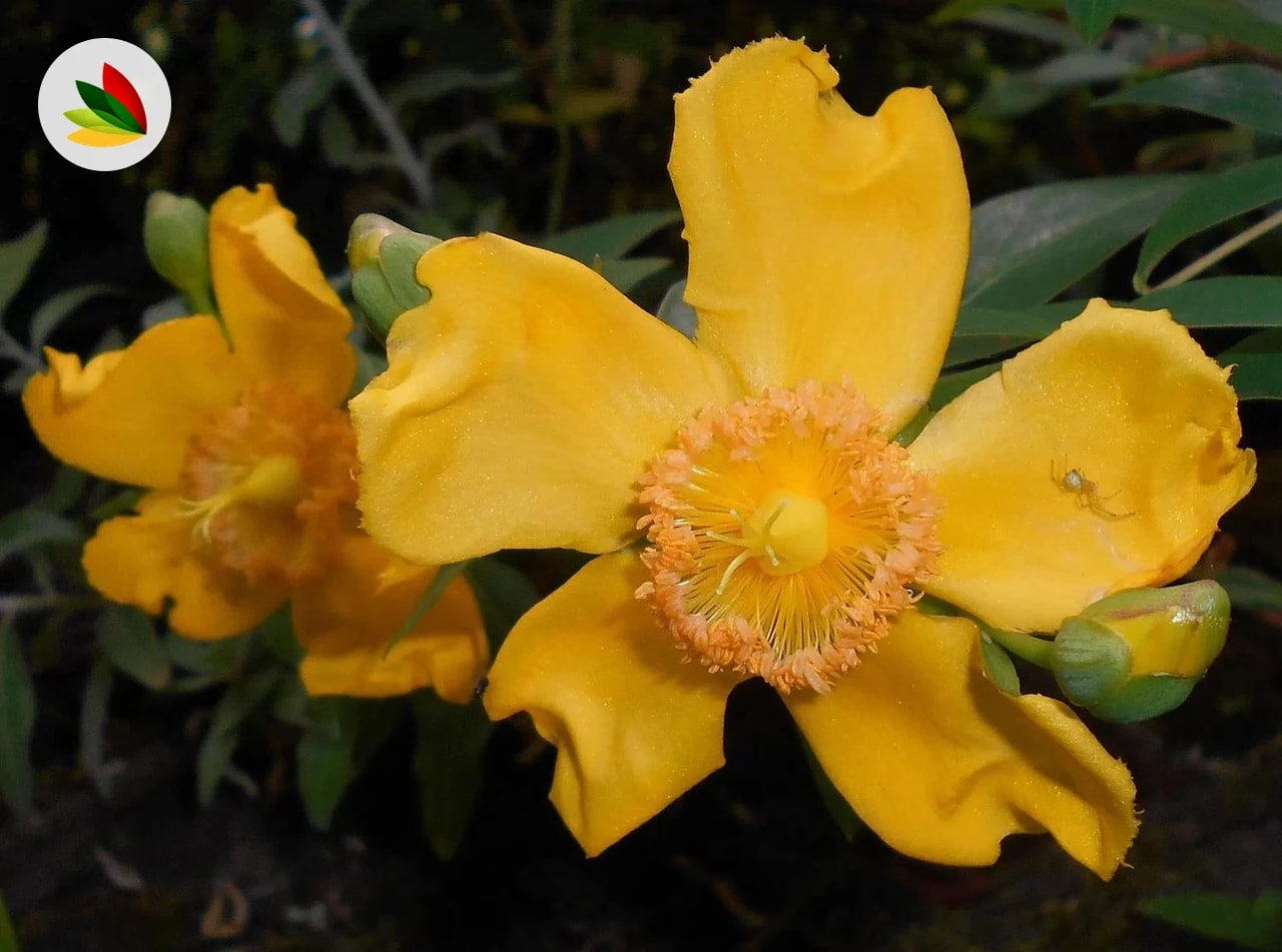 Hypericum Motzerianum