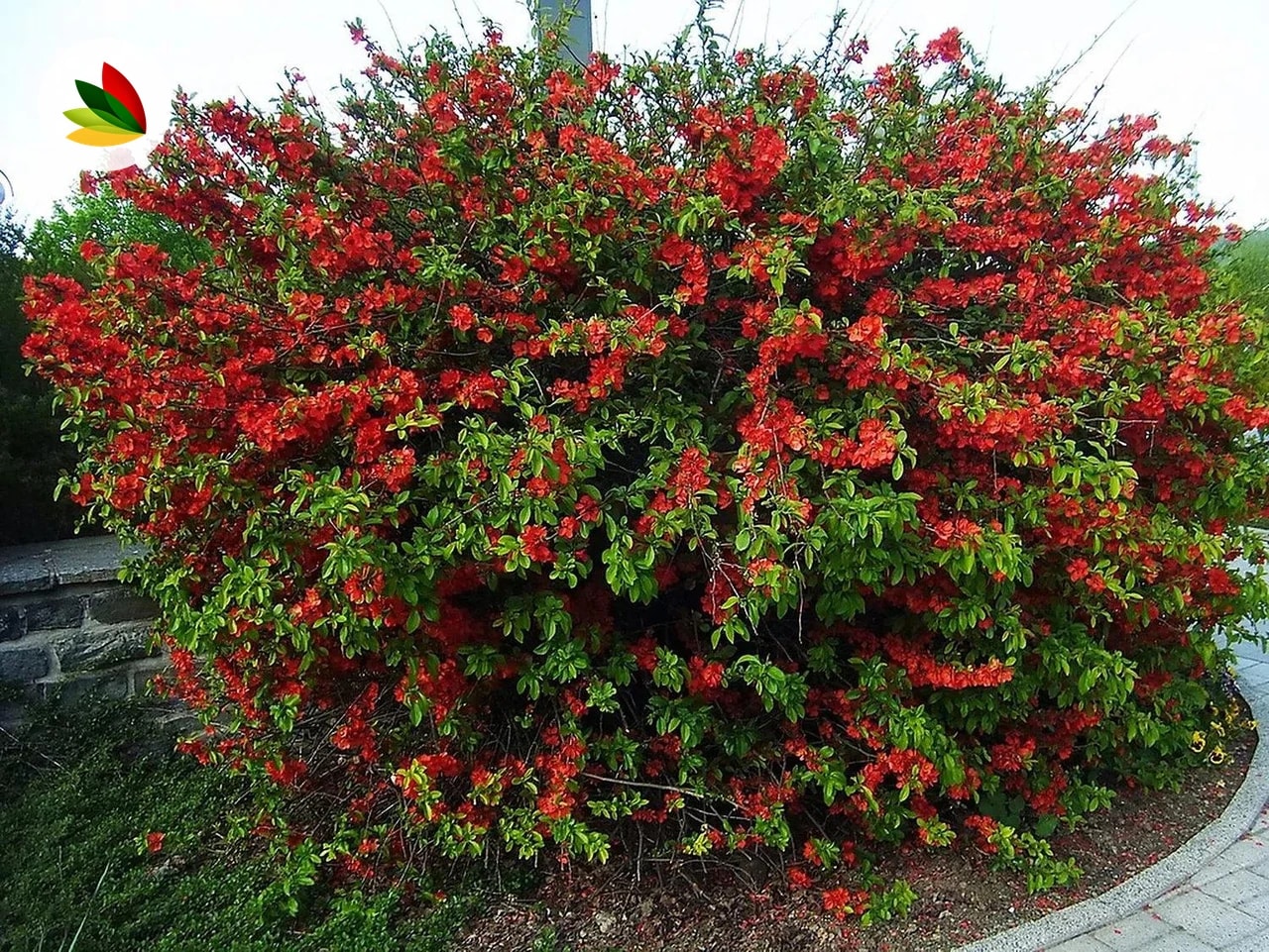 Cydonea Japonica