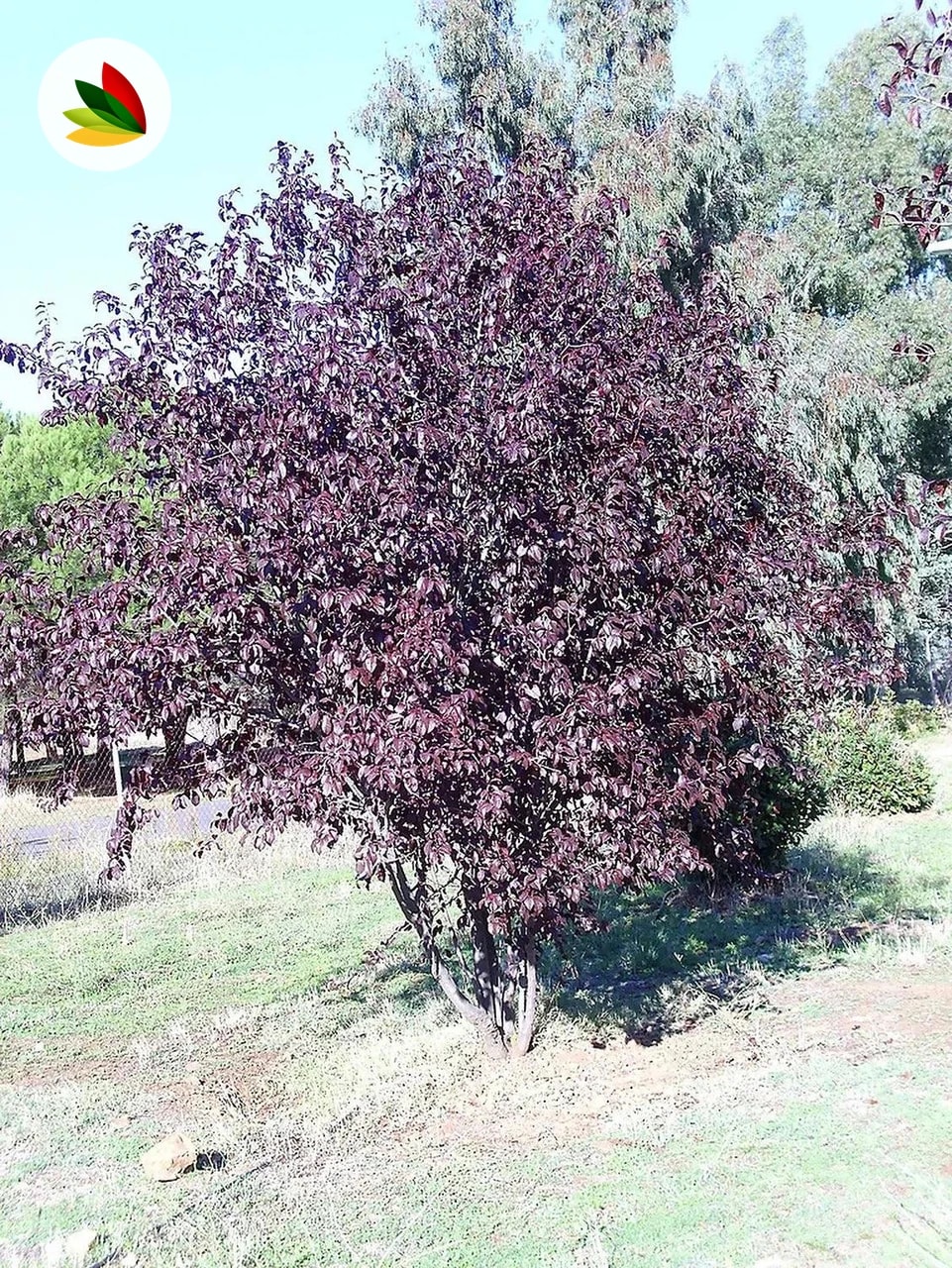 Prunus Pisardi Arbol