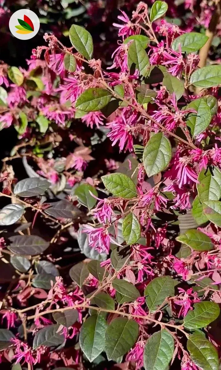 Loropetalum Chinensis Rubra