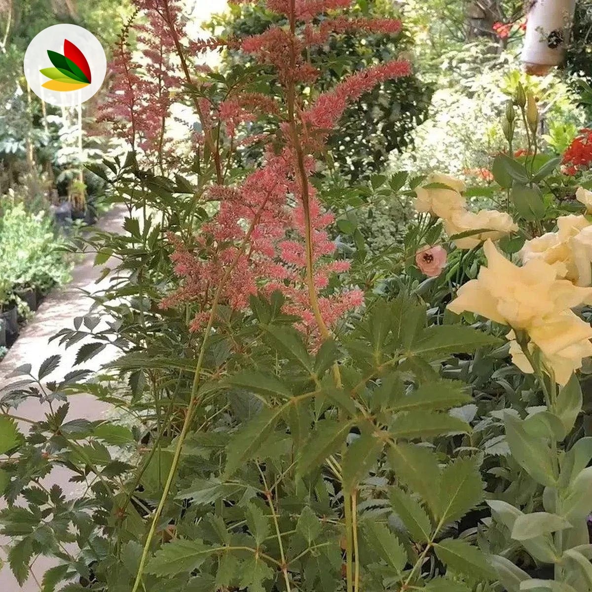 Astilbe