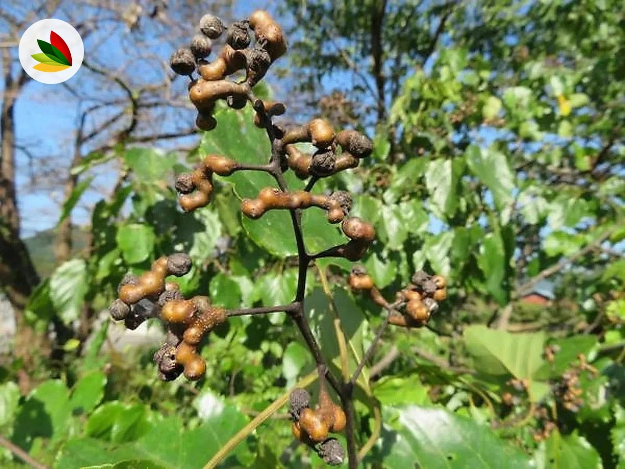 Hovenia dulcis