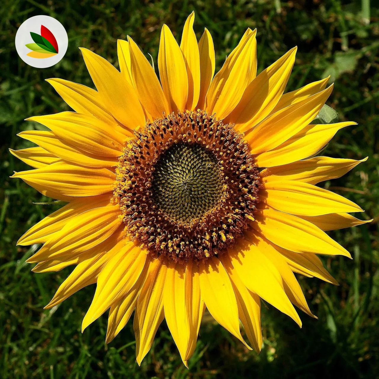 Girasoles