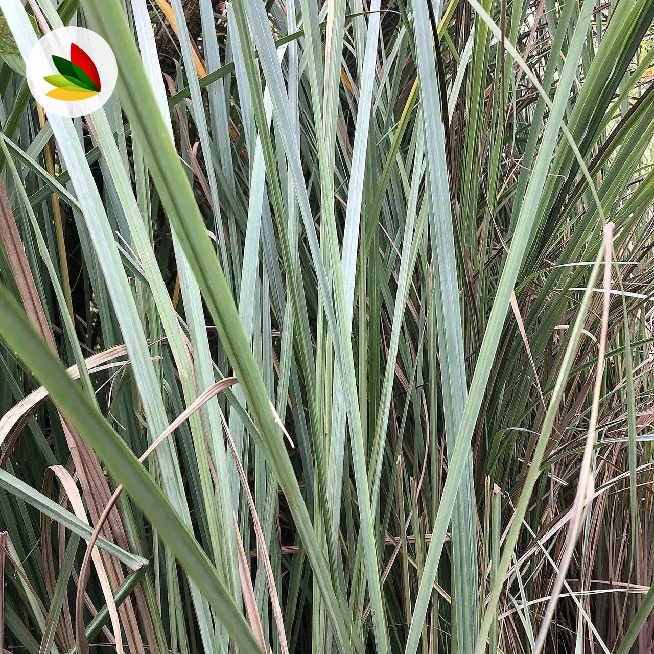 Paspalum