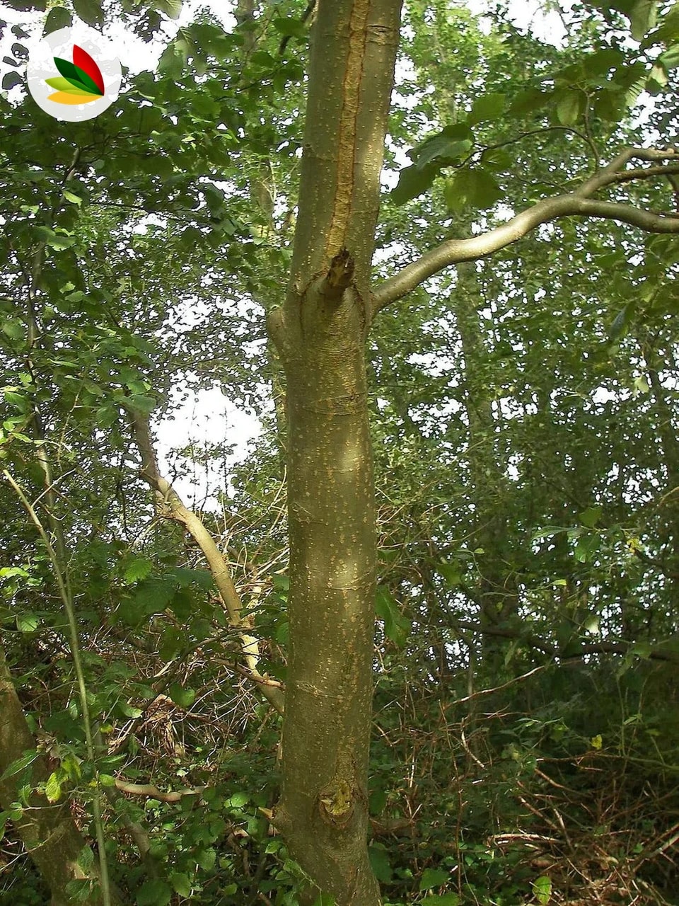 Alnus Incana Aliso