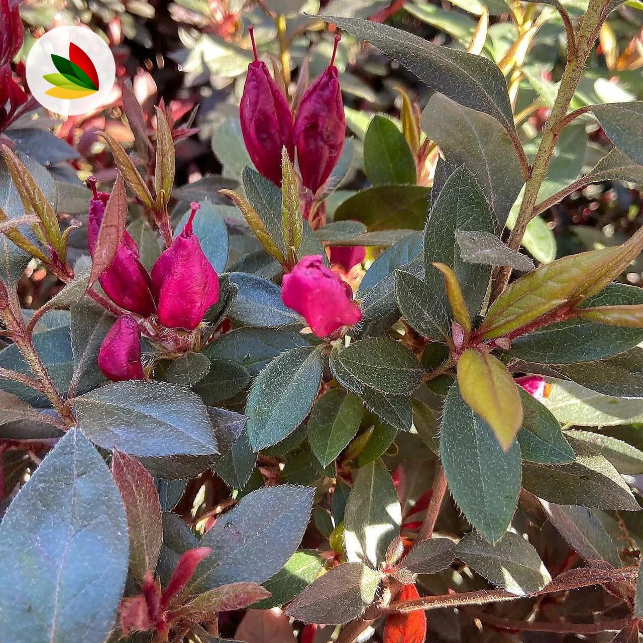 Azalea Japonica Little John Roja