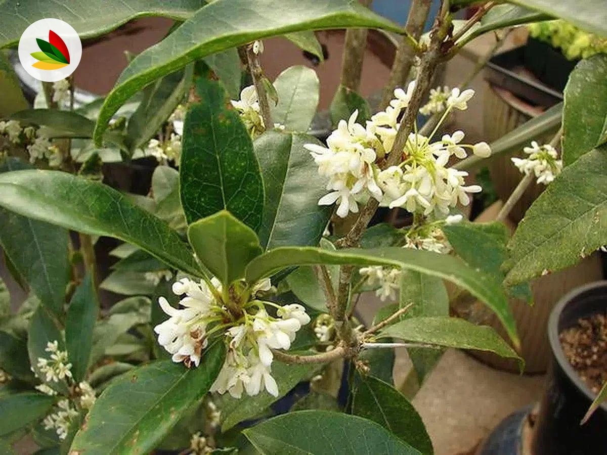 Oleo Fragans