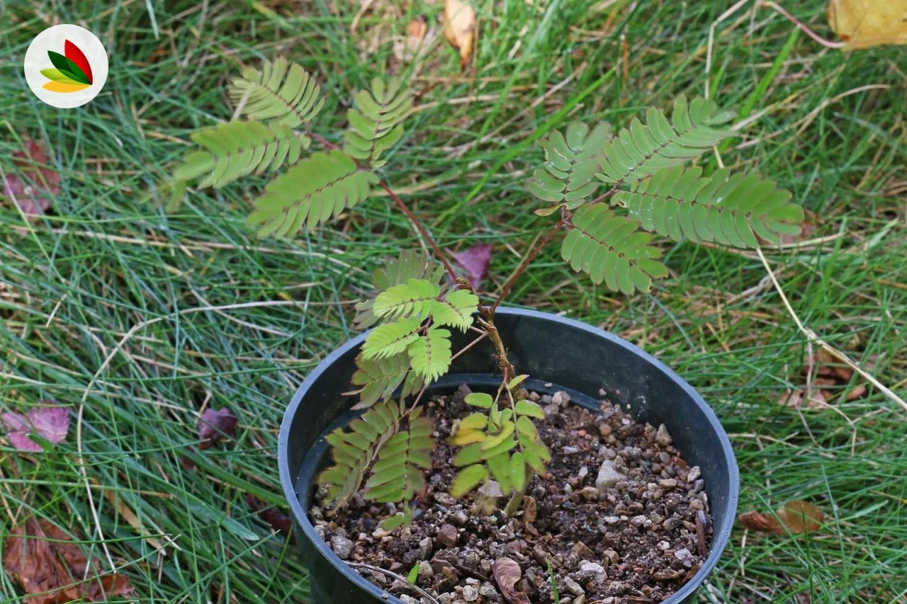 Acacia Constantinopla